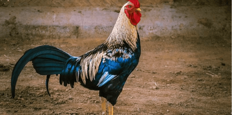 Chiến kê có sự linh hoạt