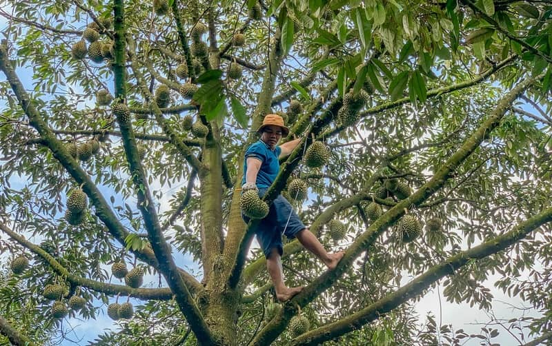 Mơ thấy đang hái quả trên cây cổ thụ là điềm báo may mắn