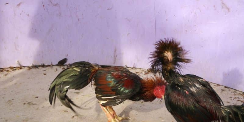 Đôi nét về hình thức cá cược đá gà tại Thomo