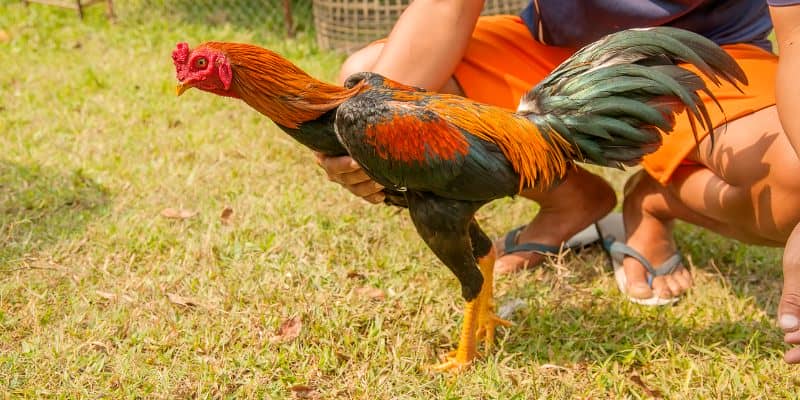 Di chuyển đến trường đấu và theo dõi Đá Gà Thomo