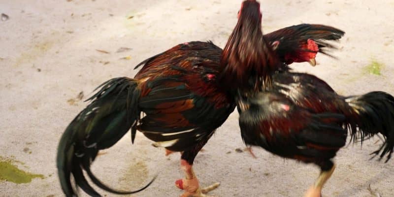 Các cửa đặt cược trong Đá Gà Thomo