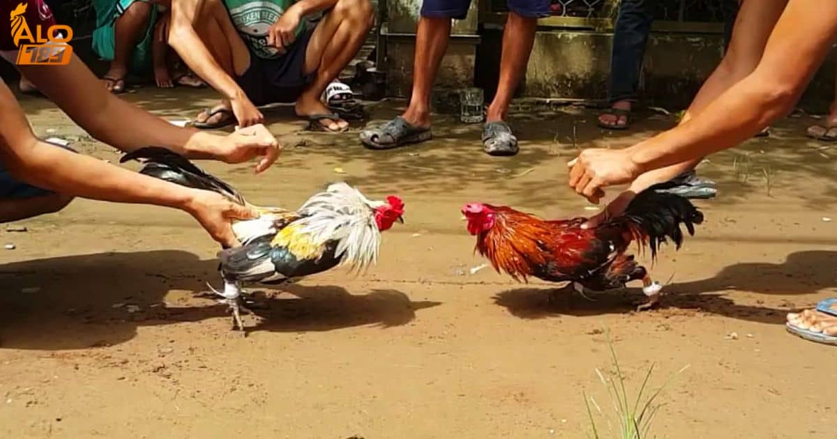 Cá cược đá gà tại Alo789 -  Trải nghiệm thực tế và đặc sắc