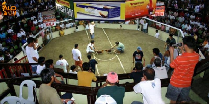 Các trường gà nổi tiếng tại Alo789