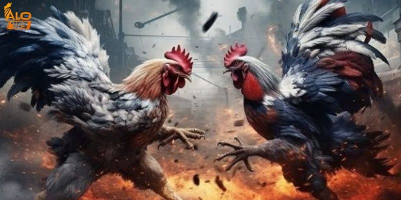 Lợi ích khi tham gia cá cược đá gà tại Alo 789