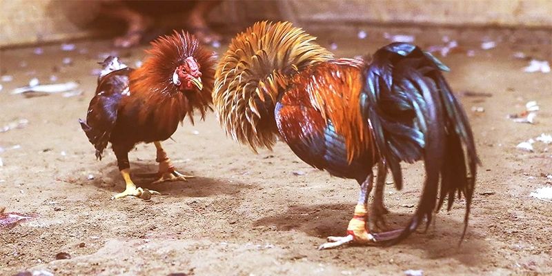 Chuẩn bị môi trường nuôi gà mặt quỷ