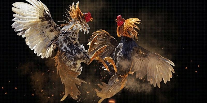 Điểm nổi bật của Thomo DOLA789 đỉnh cao Điểm nổi bật của Thomo DOLA789 đỉnh cao