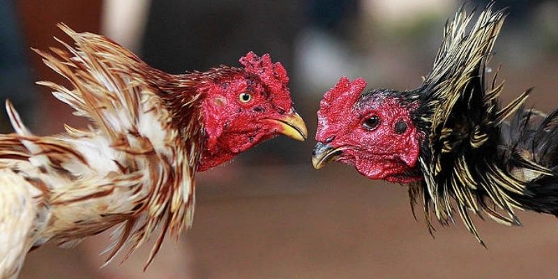 Giới thiệu sân chơi Thomo DOLA789 uy tín Giới thiệu sân chơi Thomo DOLA789 uy tín