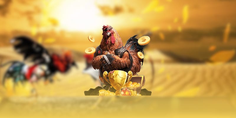 Trường đấu Thomo cung cấp nhiều trận đá gà cựa sắt chuyên nghiệp Trường đấu Thomo cung cấp nhiều trận đá gà cựa sắt chuyên nghiệp