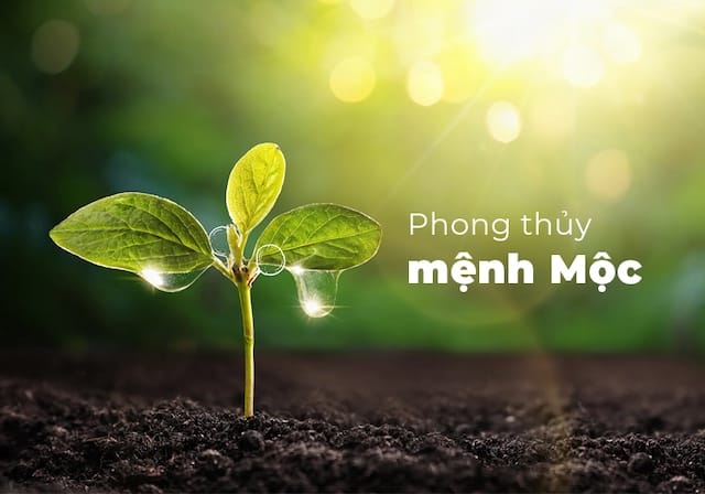 Đặc điểm của người mệnh Mộc